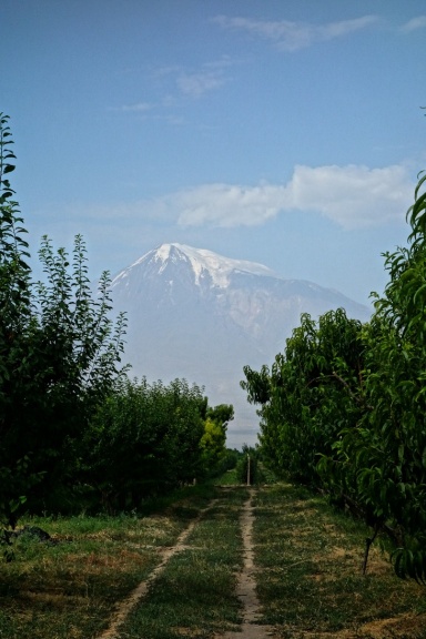 Blick durch die Obstplantagen auf den Ararat