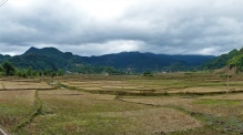 Überall Reisfelder